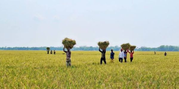 হাকালুকি হাওরে বোরো ধান কাটার উৎসব